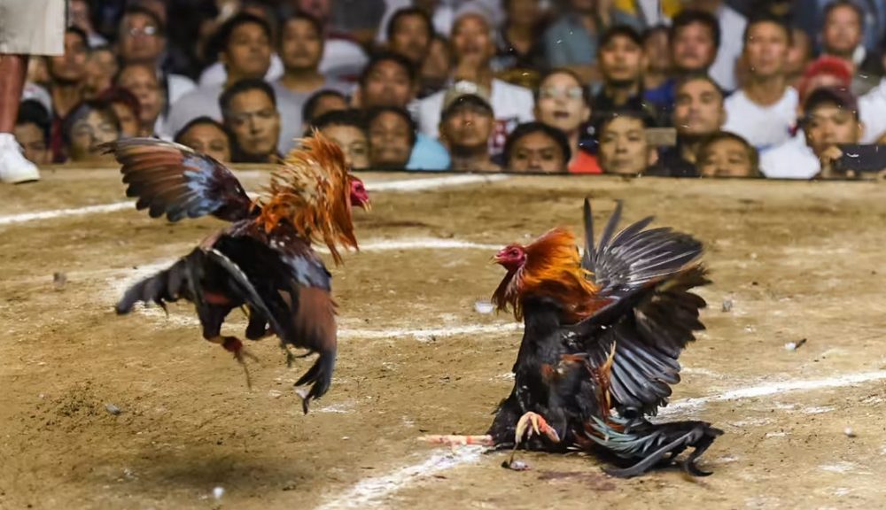 Viewer to Bet: The Allure of Online Cockfighting for Fans