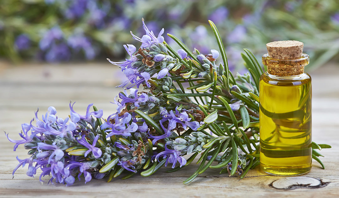 The Lost Book of Herbal Remedies